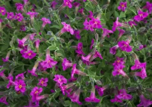 Images Dated 8th July 2015: USA, Washington State. Pattern of Lewiss Monkeyflower (Mimulus lewisii) at Mt