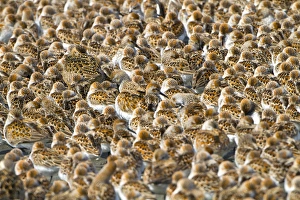 Rest Prints: USA, Washington State. An pattern of shorebirds, mostly western sandpiper and a few dunlin