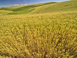 Images Dated 2021 April: USA, Washington State, Patterns in the fields of wheat