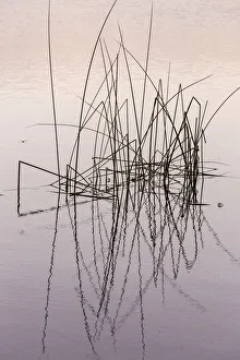 Reed Prints: USA, Washington State, Pearrygin Lake State Park. Reeds in Pearrygin Lake. Credit as