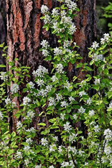 Bush Prints: USA, Washington State, Peshastin