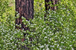 Bush Prints: USA, Washington State, Peshastin