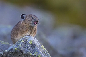 Lookout Prints: USA, Washington State. Pika (Ochotona princeps), a non-hibernating mammal closely