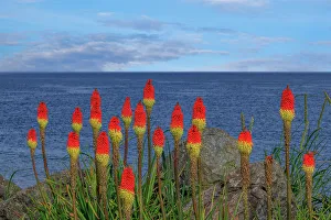 Red Hot Poker Prints: USA, Washington State, Point No Point County Park. Red hot pokers plants and ocean