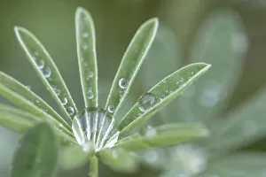 Images Dated 19th September 2019: USA, Washington State, Port Townsend. Raindrops on lupine at Fort Worden State Park