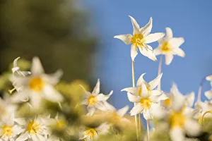 View From Above Prints: USA, Washington State. Portrait of Avalanche Lily (Erythronium montanum) at Olympic National Park