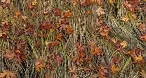 Images Dated 4th October 2021: USA, Washington State, Poulsbo. Panoramic of fallen bigleaf maple leaves in grass