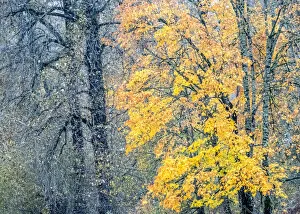 Images Dated 28th April 2022: USA, Washington State, Preston, Cottonwoods and Big Leaf Maple trees in fall colors