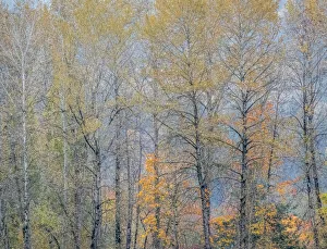 New Images August 2022 Prints: USA, Washington State, Preston, Cottonwoods trees in fall colors