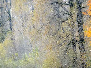 USA, Washington State, Preston, Cottonwoods and Big Leaf Maple trees in fall colors