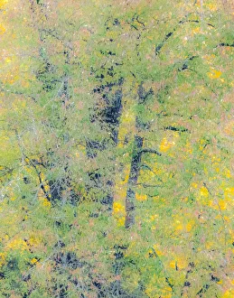 Images Dated 12th July 2022: USA, Washington State, Preston, Cottonwoods trees in fall colors