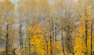USA, Washington State, Preston, Cottonwoods trees in fall colors