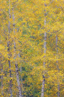 USA, Washington State, Preston. Golden fall colors with cottonwood trees