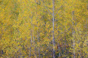 USA, Washington State, Preston. Golden fall colors with cottonwood trees