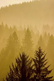 USA, Washington State, Preston. Evergreens layering foggy morning