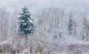 Preston Prints: USA, Washington State, Preston. Winters snow fall on cottonwood trees and evergreen trees