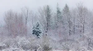 Preston Prints: USA, Washington State, Preston. Winters snow fall on cottonwood trees and evergreen trees