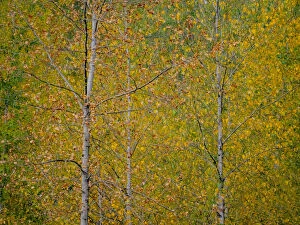 2022-08-19 Danita Delimont Dist 2325 images Gallery: USA, Washington State, Preston and Cottonwood trees in fall colors
