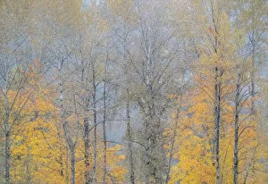 USA, Washington State, Preston, Cottonwoods and Big Leaf Maple trees in fall colors