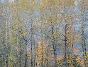 2022-08-19 Danita Delimont Dist 2325 images Gallery: USA, Washington State, Preston, Cottonwoods trees in fall colors