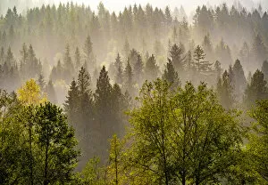 USA, Washington State, Preston Evergreens and Cottonwood trees lifting fog on hillside