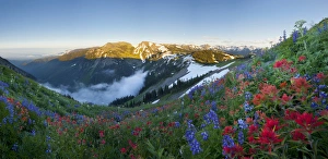 Images Dated 10th August 2011: USA. Washington state. A profusion of Indian (scarlet) Paintbrush (Castilleja miniata) and Lupine