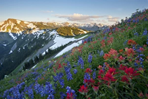 Images Dated 10th August 2011: USA. Washington state. A profusion of Indian (Scarlet) Paintbrush (Castilleja miniata) and Lupine