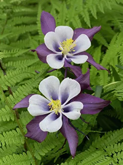 Images Dated 1st September 2022: Usa, Washington State. Purple, white and yellow columbine and ferns in garden