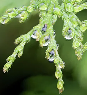 Raindrop Prints: USA, Washington State. Raindrops on Cedar