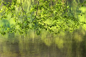 Red Alder Prints: USA, Washington State, red alder