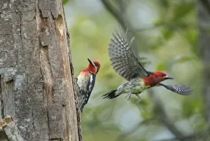 Images Dated 15th May 2017: USA, Washington State. Red-breasted Sapsucker (Sphyrapicus ruber) flying from nest