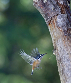 Images Dated 18th May 2011: USA, Washington State. A Red-brested Nuthatch (Sitta canadensis) approaches nest