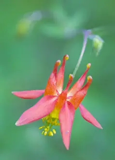 Images Dated 13th May 2013: USA, Washington State. Red Columbine (Aquilegia Formosa) wildflower blooms against