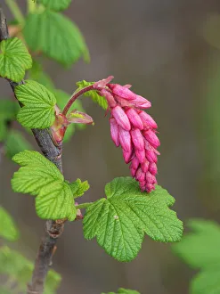 Images Dated 1st September 2022: USA, Washington State. Red flowering currant