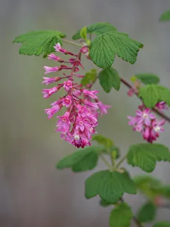 USA, Washington State. Red flowering currant