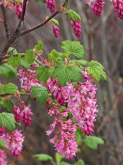 Images Dated 1st September 2022: USA, Washington State. Red flowering currant