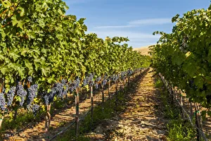 Cluster Prints: USA, Washington State, Red Mountain. A row of Cabernet Sauvignon grapes in a vineyard in