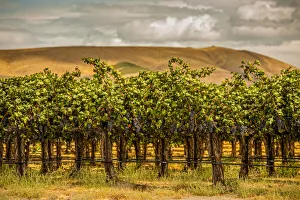 USA, Washington State, Red Mountain. Cabernet Sauvignon in Yakima Valley vineyard