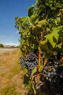 USA, Washington State, Red Mountain. Cabernet Sauvignon in Yakima Valley vineyard