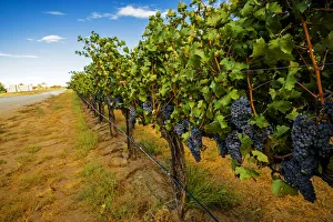 Images Dated 12th June 2020: USA, Washington State, Red Mountain. Cabernet Sauvignon in Yakima Valley vineyard