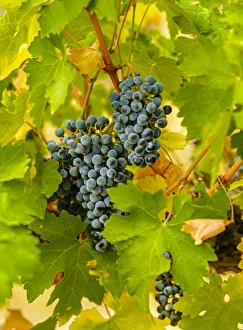 Images Dated 12th June 2020: USA, Washington State, Red Mountain. Clusters of Syrah grapes in Yakima Valley vineyard