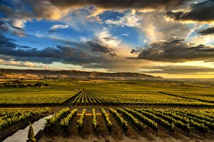 Images Dated 12th June 2020: USA, Washington State, Red Mountain. Red Mountain vineyards at dusk with dramatic sky