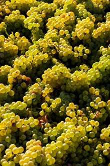 USA, Washington State, Red Mountain. Bin of Sauvignon Blanc grapes from Quintessence USA, Washington State, Red Mountain. Bin of Sauvignon Blanc grapes from Quintessence