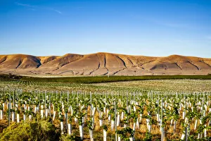 USA, Washington State, Red Mountain. New vine planting in a vineyard on Red Mountain USA, Washington State, Red Mountain. New vine planting in a vineyard on Red Mountain