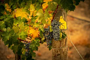 USA, Washington State, Red Mountain. Cabernet Sauvignon grapes USA, Washington State, Red Mountain. Cabernet Sauvignon grapes