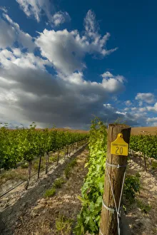 USA, Washington State, Red Mountain. Moring sun on row of Cabernet Sauvignon in a Red USA, Washington State, Red Mountain. Moring sun on row of Cabernet Sauvignon in a Red