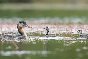 Images Dated 31st March 2020: USA, Washington State. A Red-necked Grebe (Podiceps grisegena