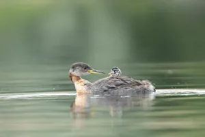 Images Dated 31st March 2020: USA, Washington State. A Red-necked Grebe (Podiceps grisegena