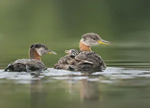 Images Dated 23rd July 2020: USA, Washington State. A Red-necked Grebe (Podiceps grisegena