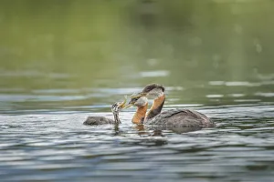 USA, Washington State. A Red-necked Grebe (Podiceps grisegena